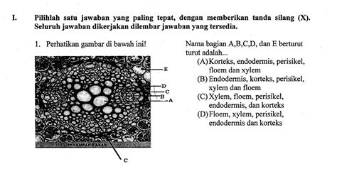 Gambar Struktur Fungsi Jaringan Xilem Floem Tumbuhan Gambar 2 Di