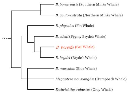 Phylogenetic Tree Definition Types Diagram Study