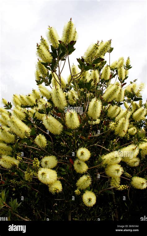 Callistemon Pallidus Lemon Bottlebrush Stock Photo Alamy