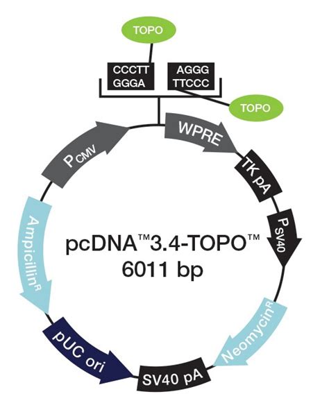 Choosing A Vector For The Delivery Of Your Gene Thermo Fisher