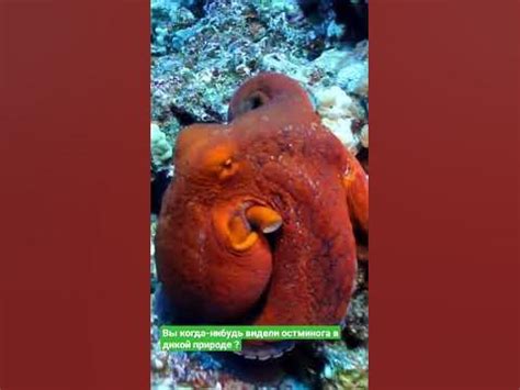 Осьминог в красном море 🐙 #египет #хургада #shorts #осьминог - YouTube
