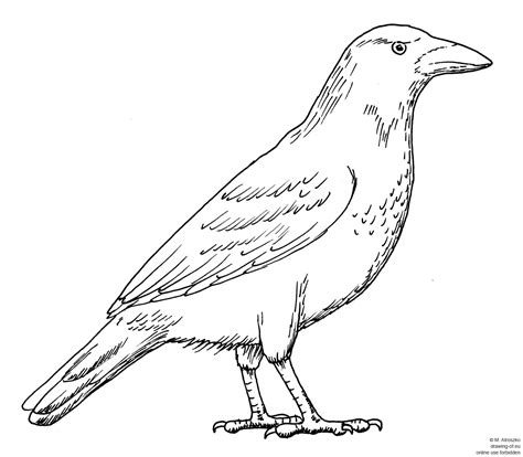 Drawing Of Crow Line Art Illustrations