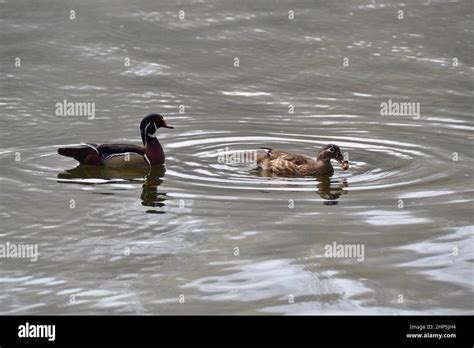 Male and female wood duck swimming in lake during Spring Stock Photo ...