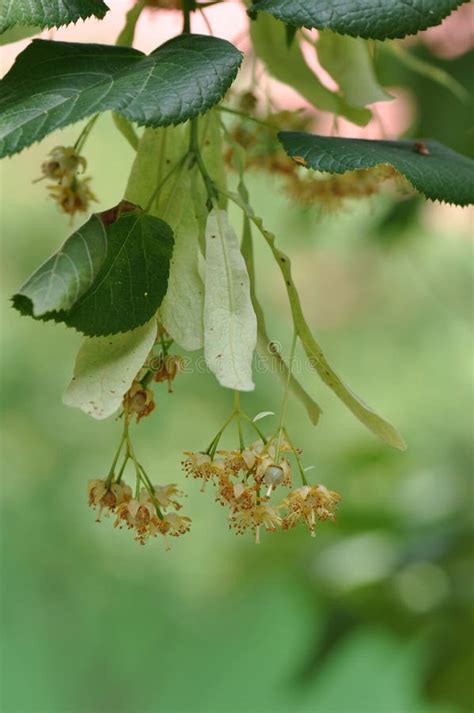 Linden flower on the tree stock photo. Image of natural - 117456336