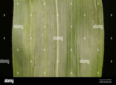 Maize Zea Mays Leaf Detail Closeup Stock Photo Alamy