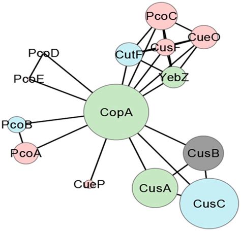 Graphical Representation Of The Complete Periplasmic Copper Homeostasis