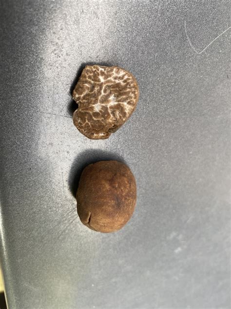 Truffles In October 2021 By Bgallant Found Underneath A Rock · Inaturalist