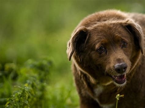 Bobi Es El Perro Más Longevo Del Mundo Récord Guiness 2023