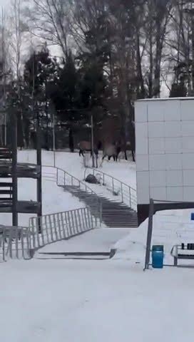 #красноярск#бобровый#лог - YouTube