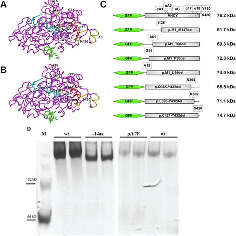 Ahcy May Shuttle Between Nucleus And Cytoplasm As A Monomer Mobility