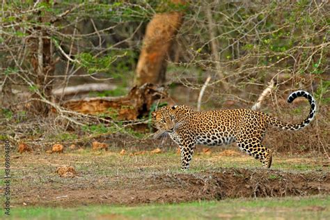 Walking Sri Lankan Leopard Panthera Pardus Kotiya Big Spotted Wild