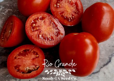 Heirloom Rio Grande Tomato Seeds | South Ga Seed Co