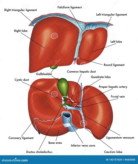 Anatomie Du Foie Illustration De Vecteur Illustration Of Ligament