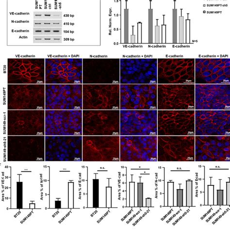 Ve Cadherin Influences The Adhesion Of Bt And Sum Cells To Huvec