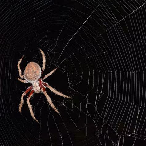 3 Tips To Control Spiders Pest Proofing Solutions