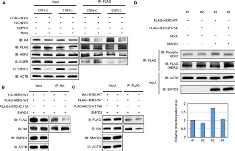 Smyd3 Mediated Methylation Enhances The Formation Of Her2 Homodimer