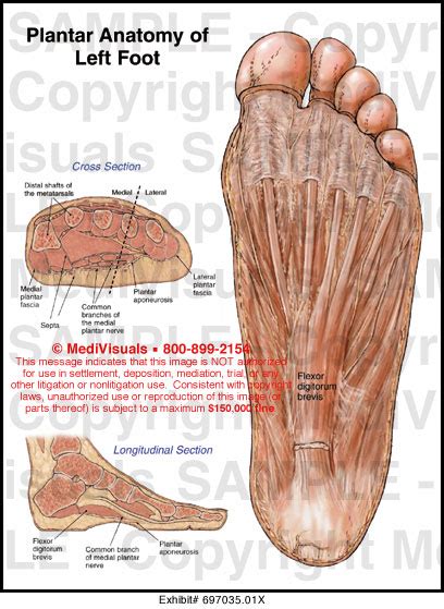 MediVisuals Plantar Anatomy of Left Foot Medical Illustration