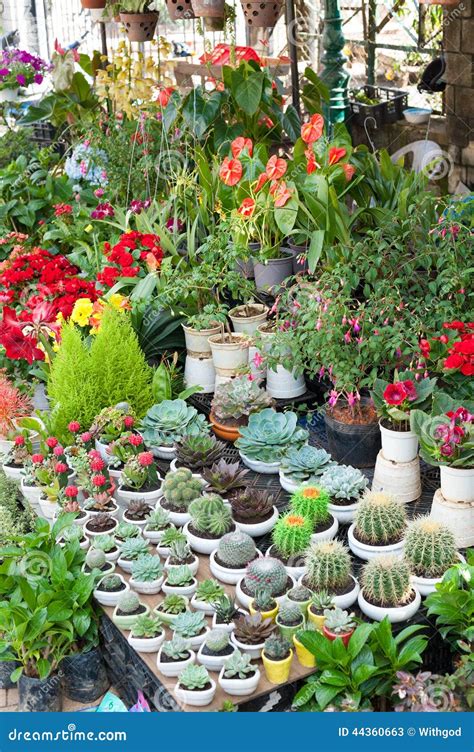 Indoor Plants Sale Uk At Tina Lanoue Blog