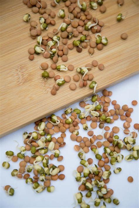 Sprouted Seeds Of Cereals Lentils Mung Beans Stock Photo Image Of