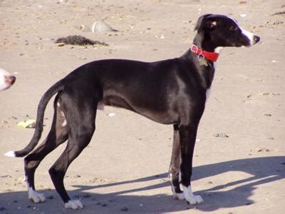 Black Whippet Pictures