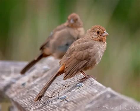 California towhee - Facts, Diet, Habitat & Pictures on Animalia.bio