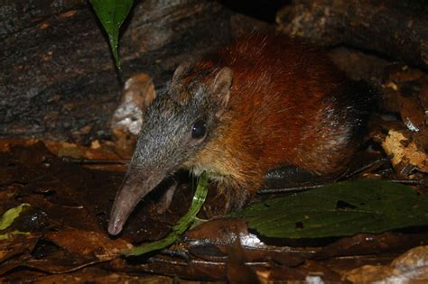 A new species of giant sengi (genus Rhynchocyon ) | Sengis (Elephant ...