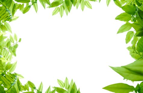 Jungle Border Png