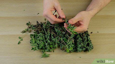 Mani Res De Faire S Cher De L Origan Wikihow How To Dry Oregano