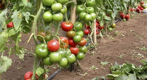 Funci N Del Boro En La Producci N De Tomates Yara Espa A