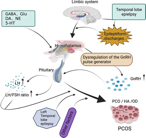 Hpo Axis Prolactin