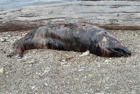 Carcassa Di Delfino Rinvenuta A Civitavecchia Terzo Binario News