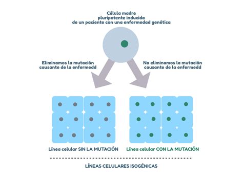 C Lulas Madre Pluripotentes Inducidas Qu Son Genotipia