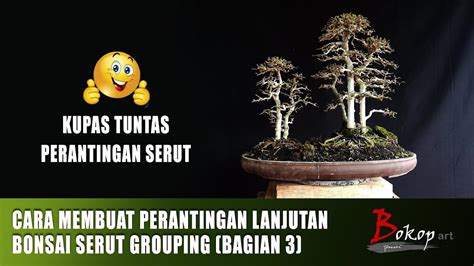 CARA MEMBUAT PERANTINGAN LANJUTAN BONSAI SERUT GROUPING Bagian 3