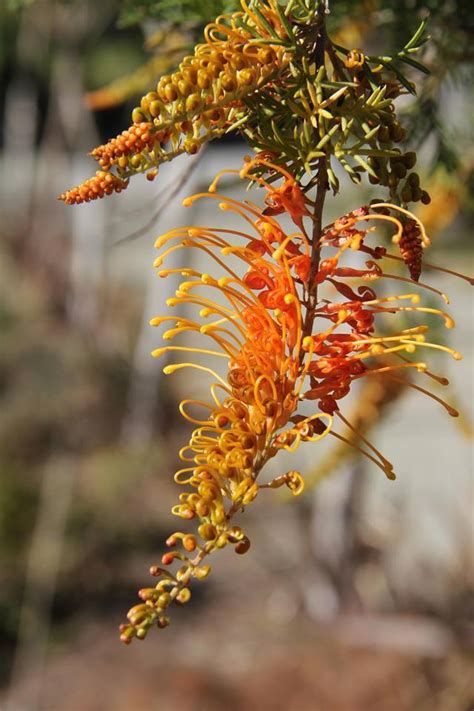 Plantfiles Pictures Grevillea Species Grevillea Tenuiloba By Kell