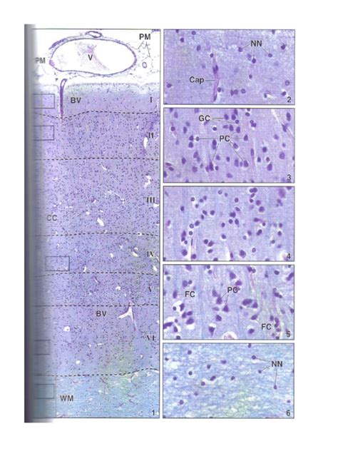 PDF Histologia Cerebro Cerebelo Y Medula Espinal DOKUMEN TIPS