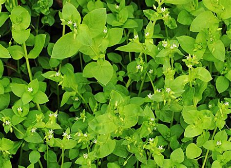 Chickweed: Edible and Delicious Weed