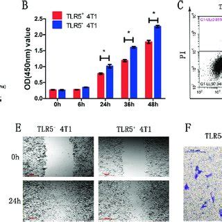 Tlr Downregulation Enhanced T Tumor Cell Proliferation Migration