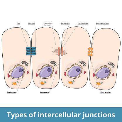 Types Of Intercellular Junctions Stock Illustration - Download Image ...