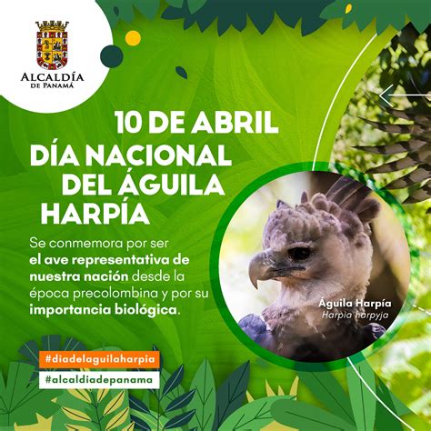 Hoy es el día de Panamá el Día del Águila Harpía nuestra Ave Nacional