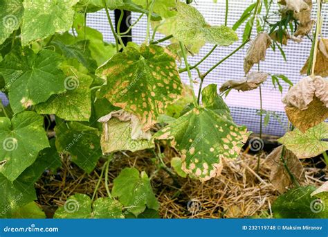 Die Zijn Getroffen Door Ziekten En Plagen Van Plantenbladeren En