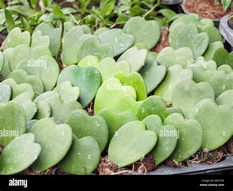 Hoya Kerrii Fotograf As E Im Genes De Alta Resoluci N Alamy