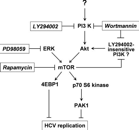 P Activated Kinase Is Activated Through The Mammalian Target Of