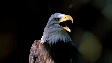 Bird Eagle Bald Eagle Free Stock Video Pixabay