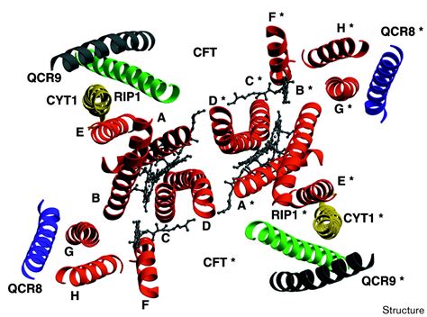 Structure at 2 3 Å resolution of the cytochrome bc1 complex from the