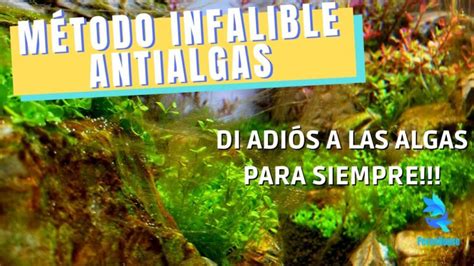 Eliminar Las Algas De Tu Acuario M Todos Efectivos Todo Sobre