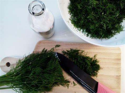 Kopr naložený v soli - recept - Bylinkovo.cz