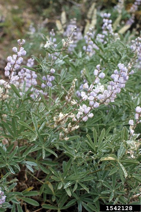 Silky Lupine Lupinus Sericeus Fabales Fabaceae Leguminosae