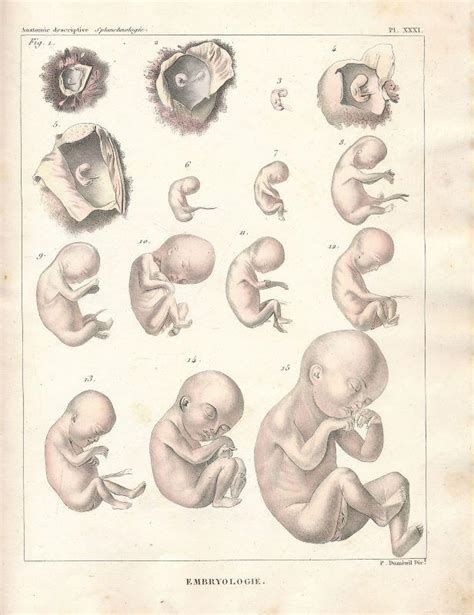 Traité d anatomie descriptive rédigé d après l ordre adopté à la