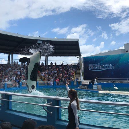 Miami Seaquarium - 2018 All You Need to Know Before You Go (with Photos ...