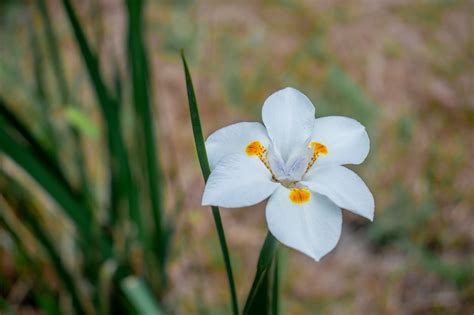 nature yellow plant  photo  pixabay pixabay